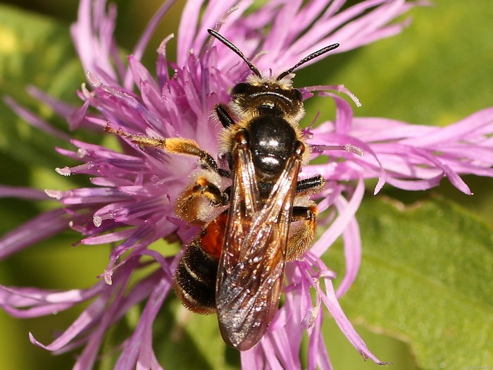 Andrena hattorfiana (cfr.), Apidae Andreninae